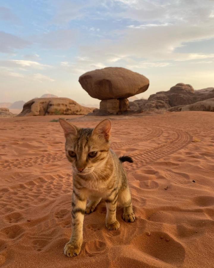 Flowers Rum Camp Wadi Rum Exterior foto
